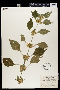 Media resource of Dicliptera heterostegia