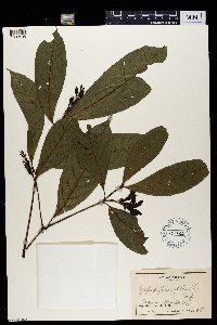 Thumbnail image of current specimen
