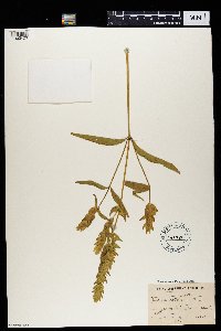 Image of Justicia betonica