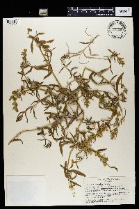 Image of Justicia caerulea