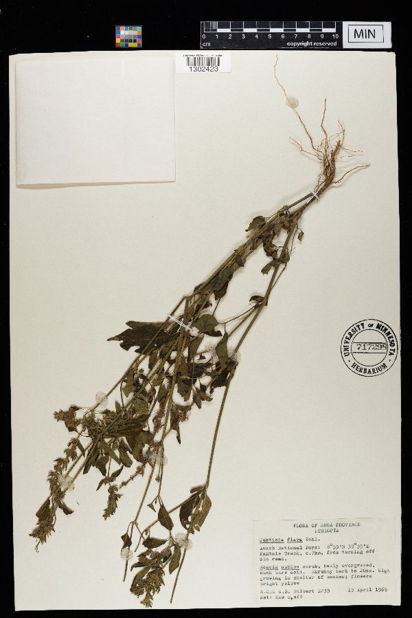 Justicia flava image