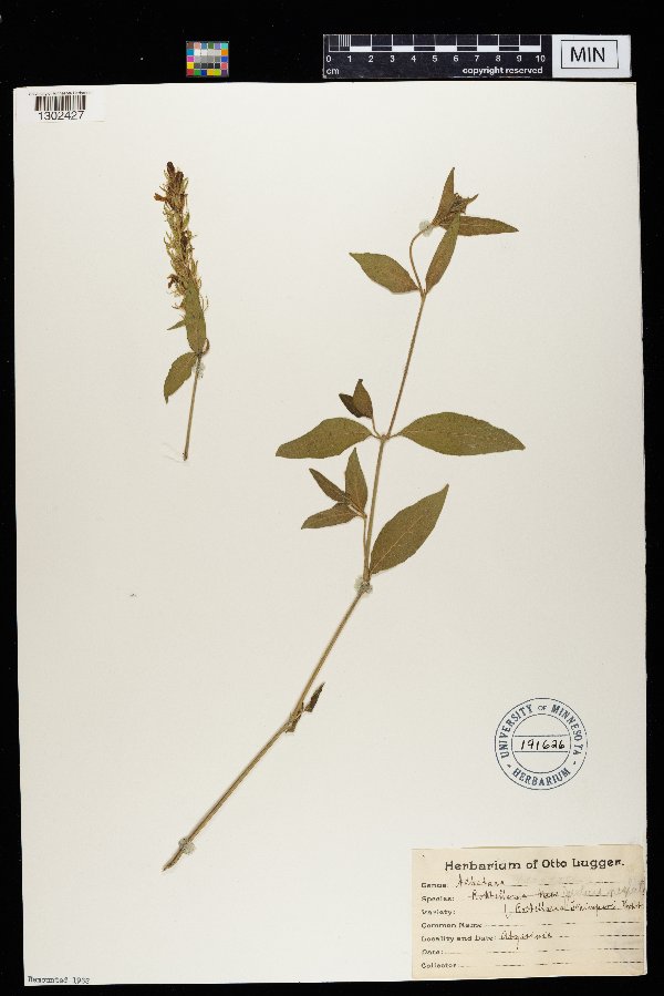 Justicia leikipiensis image