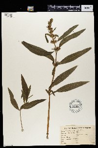 Justicia flava image