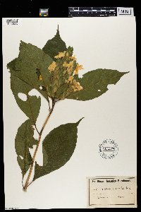 Image of Lankesteria barteri