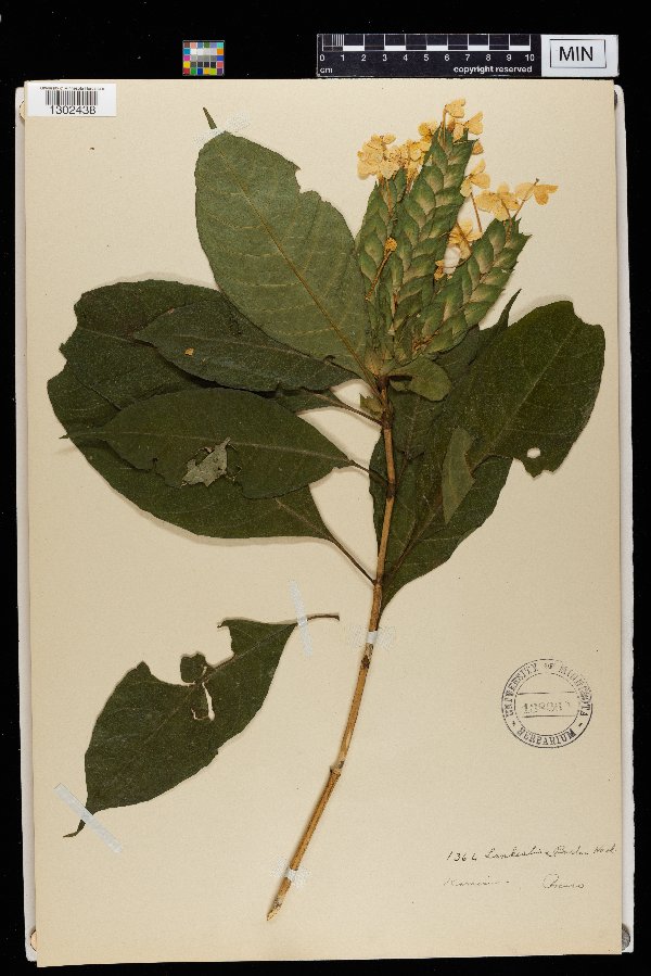 Lankesteria image