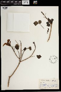 Alisma triviale image