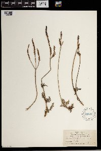 Thumbnail image of current specimen