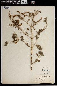 Media resource of Mentha longifolia