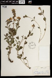 Ocimum obovatum image