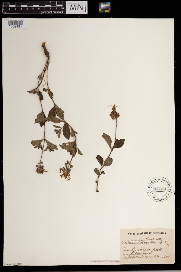 Ocimum obovatum image