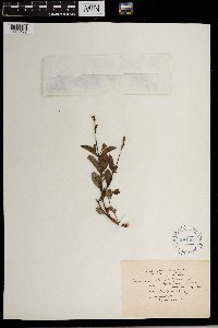 Ocimum obovatum image