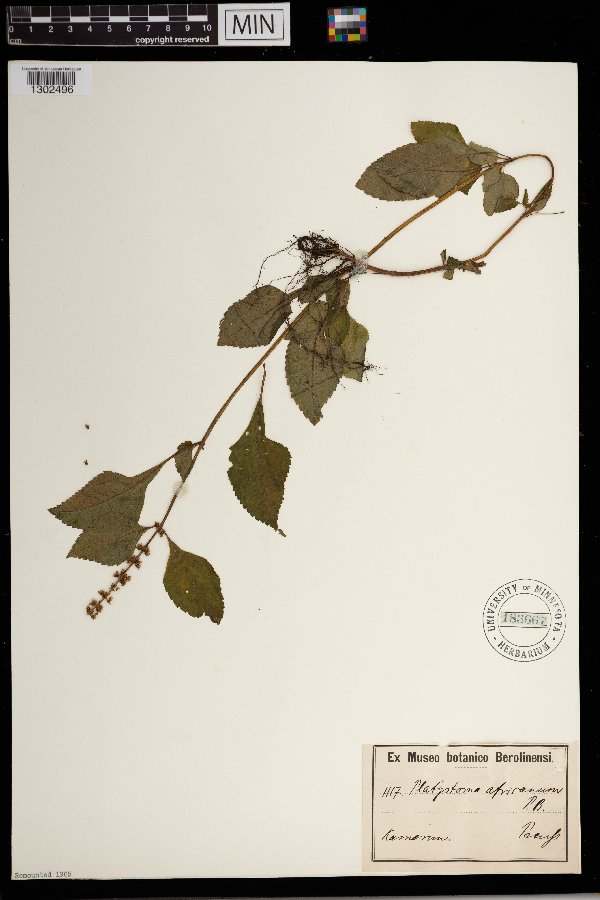 Platostoma africanum image