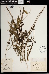 Platostoma africanum image