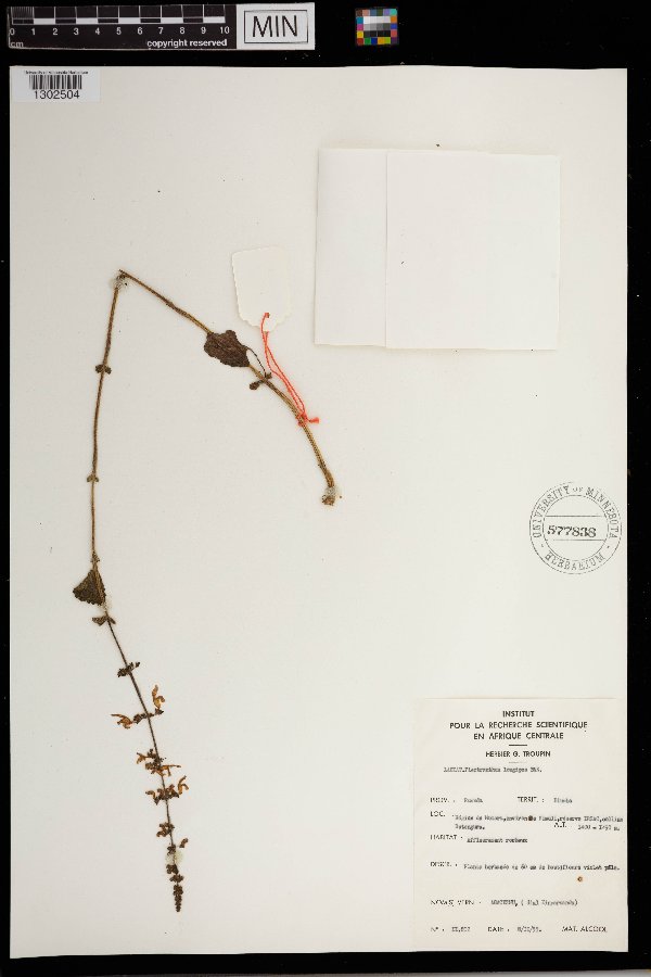 Equilabium longipes image