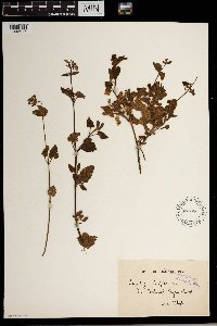 Media resource of Stachys aethiopica