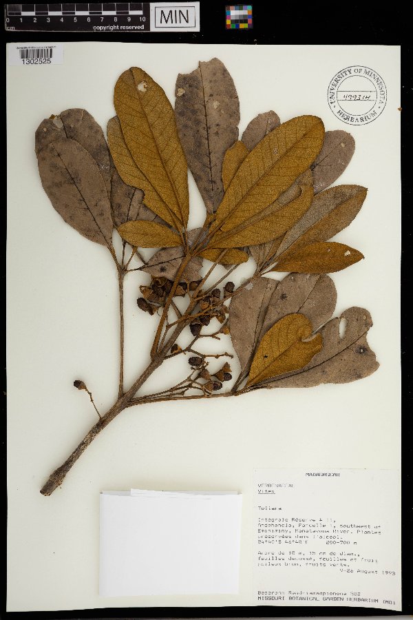 Vitex image
