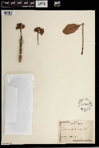 Image of Vitex doniana