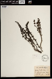 Image of Alectra orobanchoides