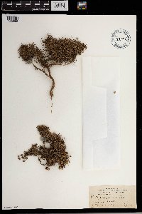 Media resource of Plantago arborescens