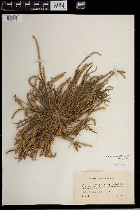 Media resource of Plantago coronopus