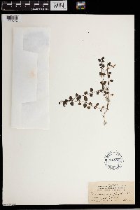 Thumbnail image of current specimen