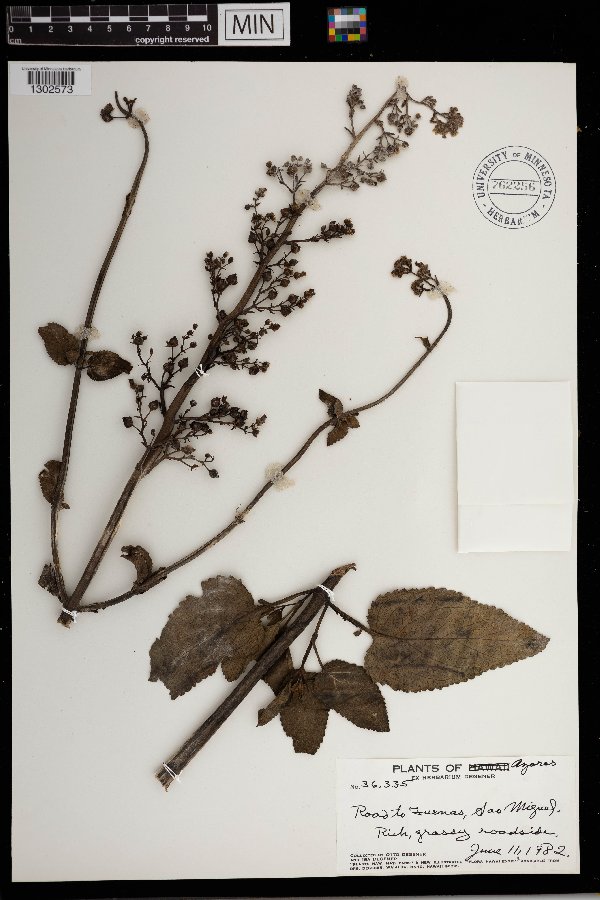 Scrophulariaceae image