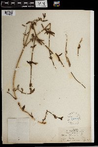 Verbena officinalis image