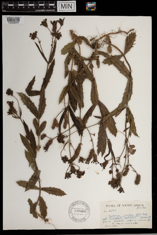 Verbena rigida image