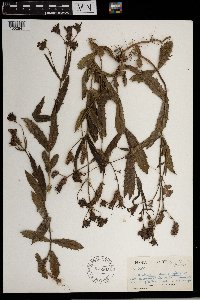 Image Associated With the Occurrence