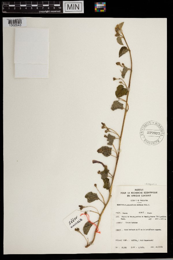 Astripomoea malvacea image