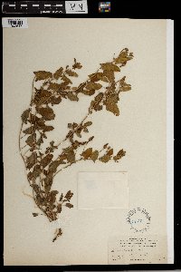 Convolvulus arvensis image