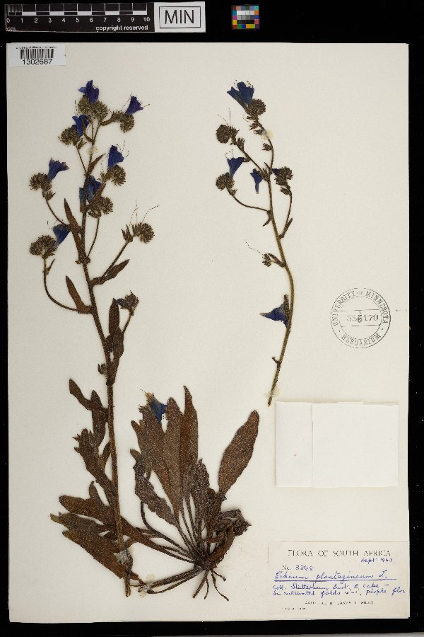 Echium plantagineum image