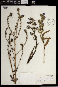 Echium plantagineum image