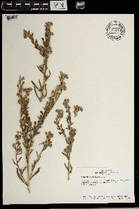 thumbnail image of current specimen