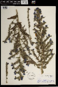 Echium vulgare image
