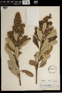 Brachylaena discolor image