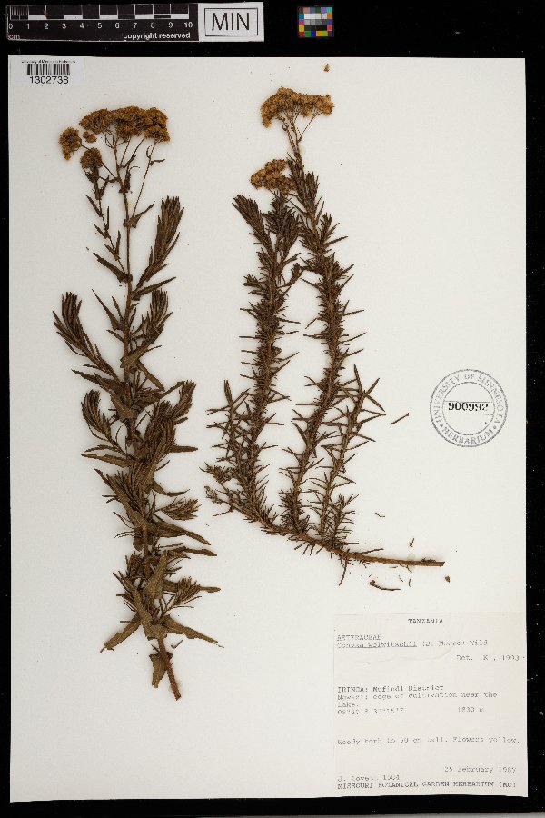 Conyza welwitschii image