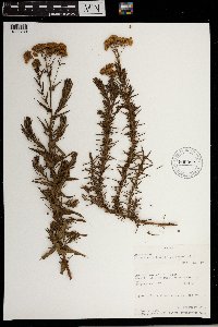 Media resource of Conyza welwitschii