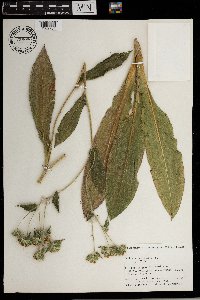 Elephantopus scaber image