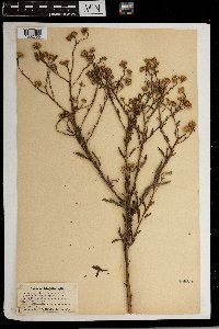 thumbnail image of current specimen