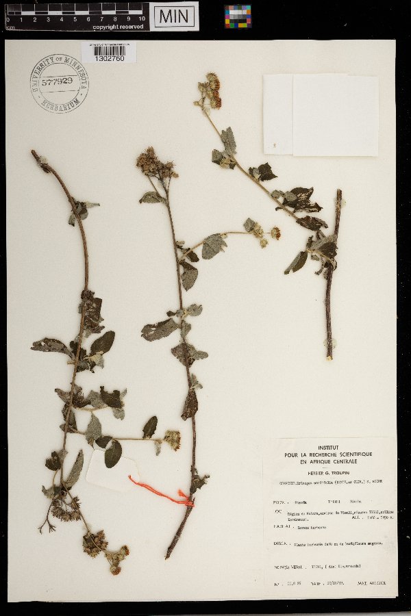 Gutenbergia cordifolia var. cordifolia image