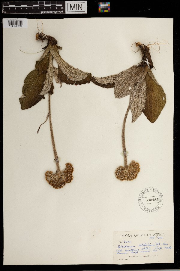 Helichrysum nudifolium var. pilosellum image