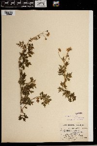 Image Associated With the Occurrence