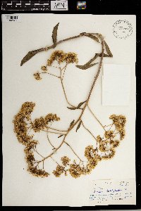 Media resource of Senecio brachypodus