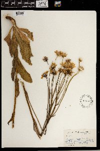 Media resource of Senecio caudatus