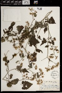 Media resource of Senecio deltoideus