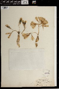 Thumbnail image of current specimen