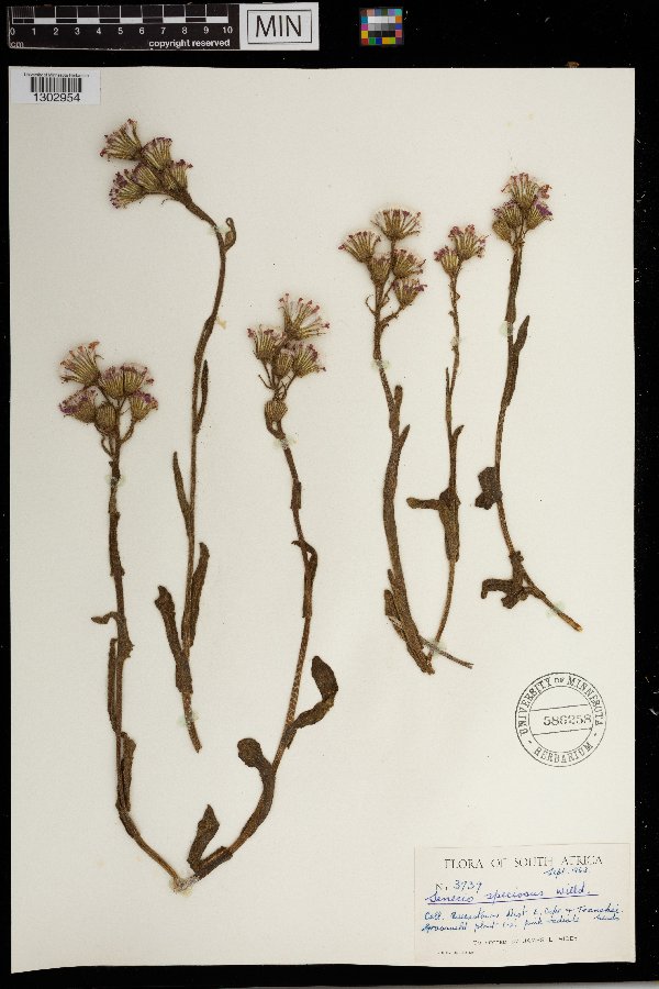 Senecio speciosus image