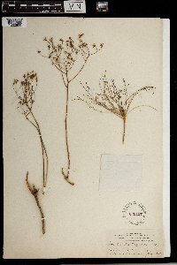 Media resource of Sonchus leptocephalus