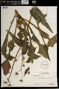 Sonchus oleraceus image